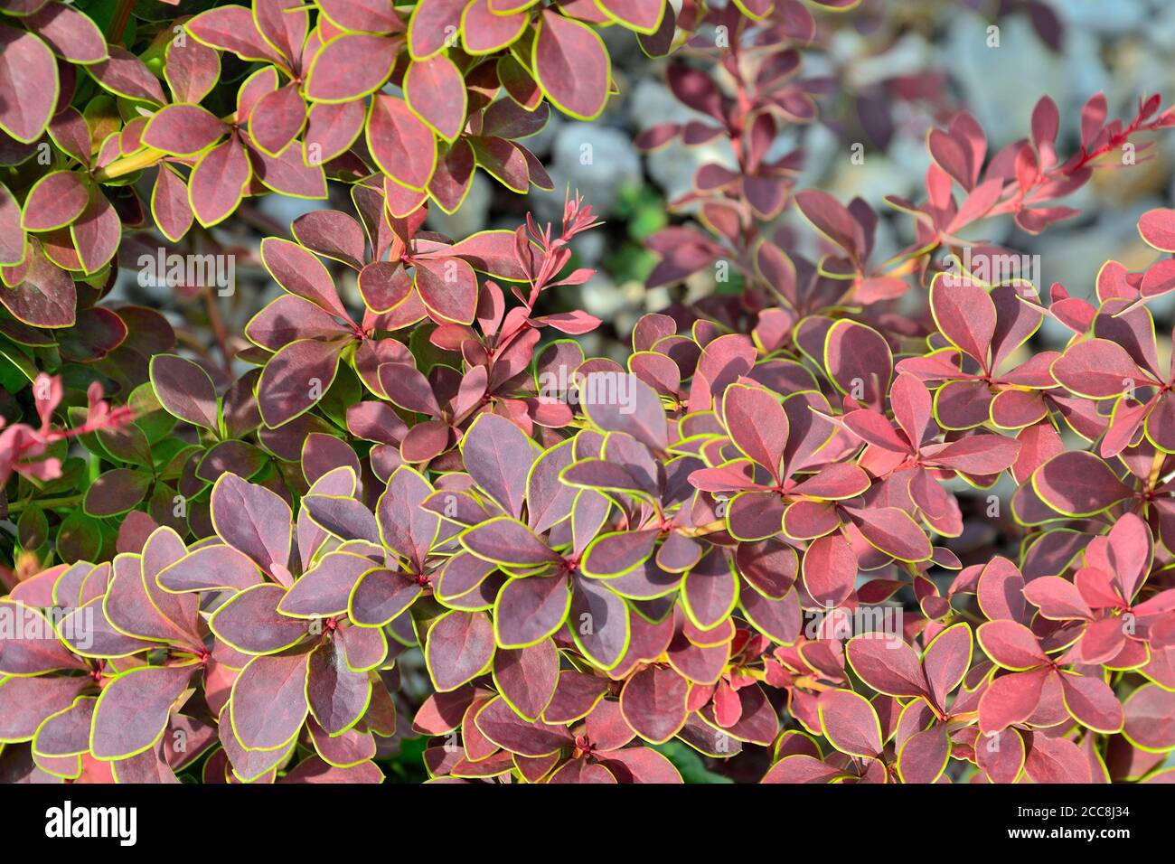 Zweige von Berberis thunbergii Coronita - farbenfrohe Zierpflanze für die Gartengestaltung. Lila Blätter mit gelb grünen Rändern - Schönheit und Frische Stockfoto