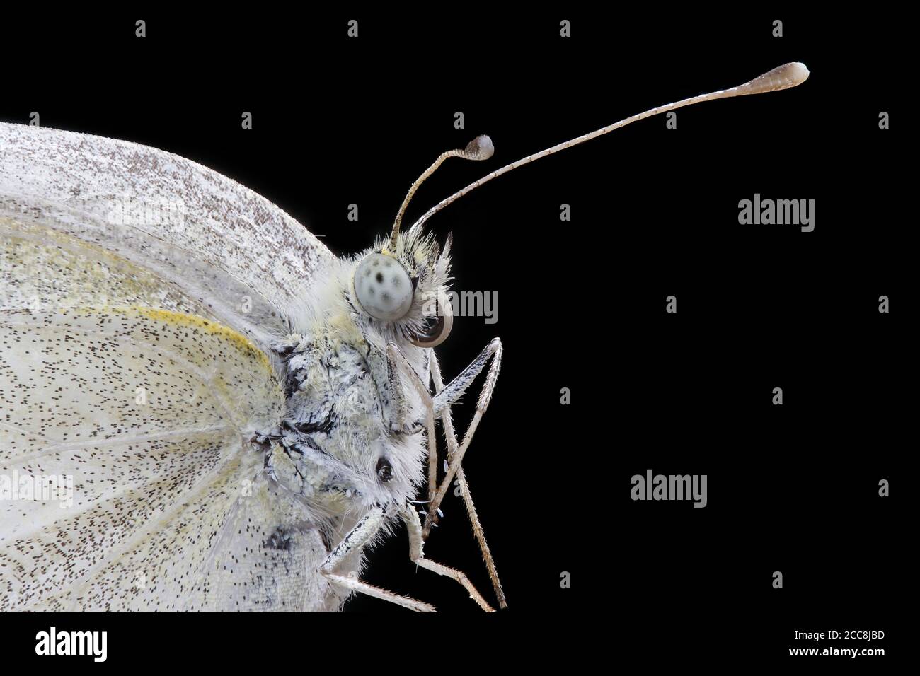 Batterfly Stockfoto