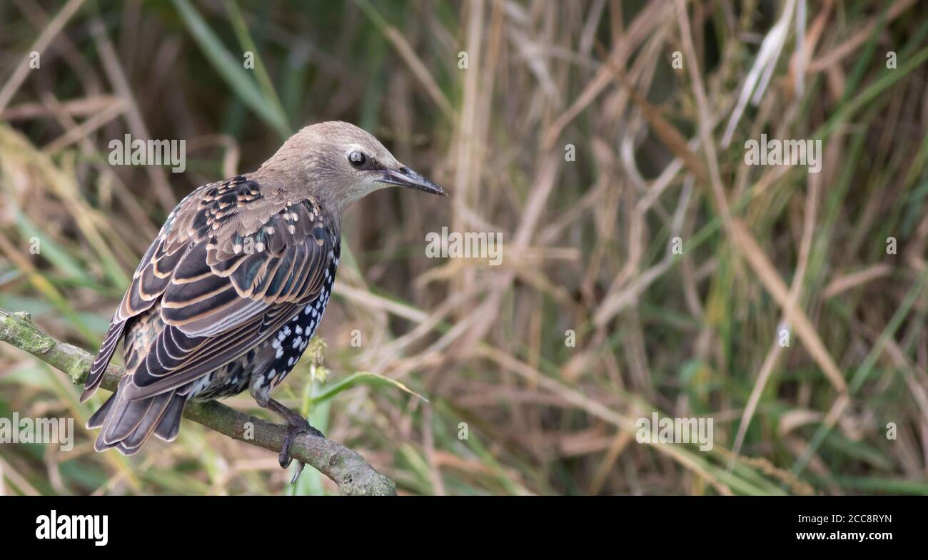 Starling in einem Garten in Kilnsea Stockfoto