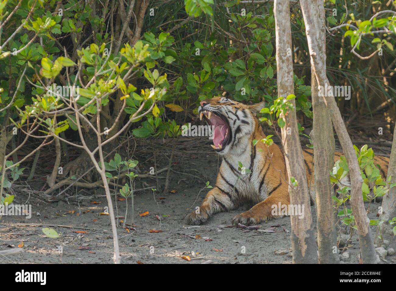 Erwachsene weibliche Tiger im Schatten sitzen und gähnend, Sundarban Tiger Reserve, West Bengalen, Indien Stockfoto