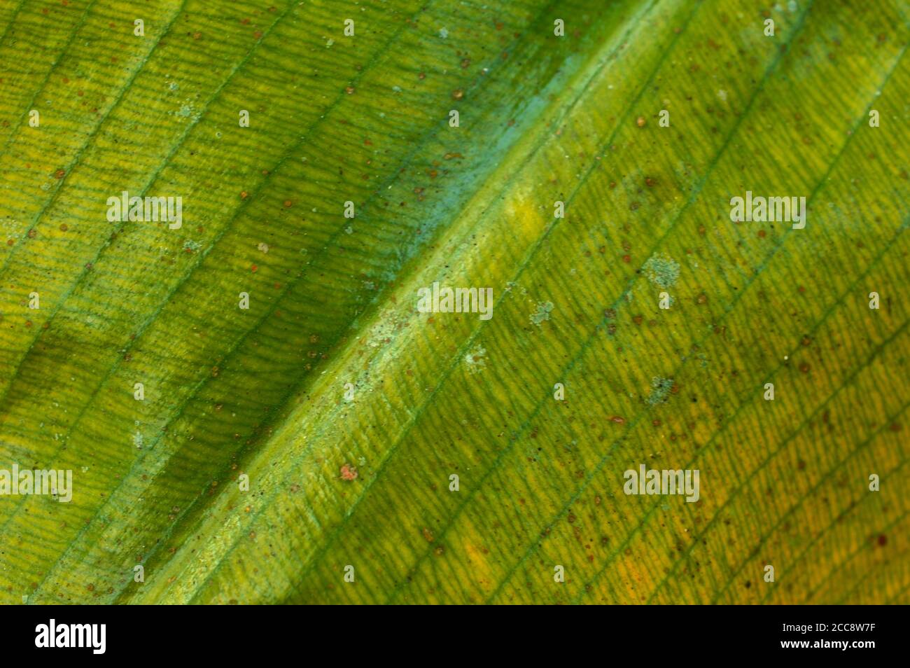 Ein Blatt ist das wichtigste seitliche Anhängsel des vaskulären Pflanzenstamms, der normalerweise über dem Boden getragen wird und für die Photosynthese spezialisiert ist. Stockfoto