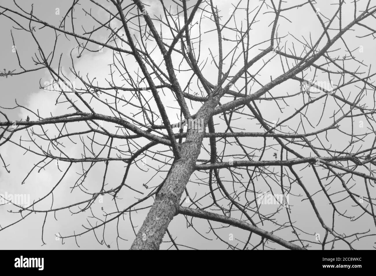Bild zeigt einen Baum ohne Blätter mit throniger Rinde gegen einen bewölkten Himmel. Das Bild ist symbolisch für Depression und hat einen deprimierenden Blick darauf. Stockfoto