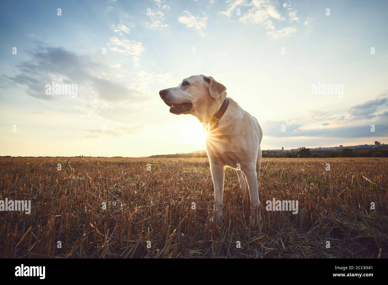 Alter Hund bei Sonnenuntergang. Labrador Retriever auf dem Feld zu Fuß. Stockfoto
