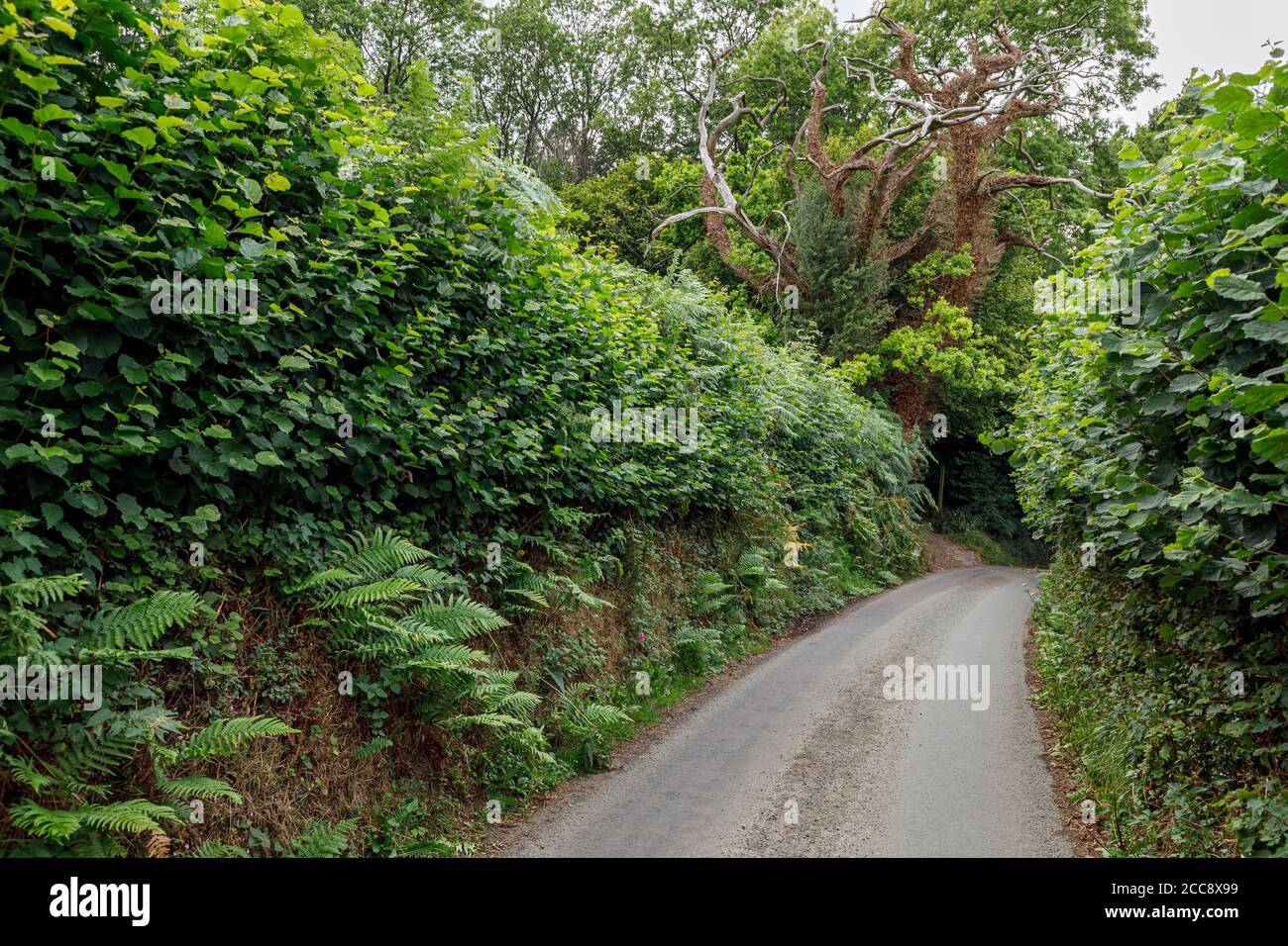 Eine ruhige Landstraße mit Haselhecken, Comley, in der Nähe von Church Stretton, Shropshire Stockfoto