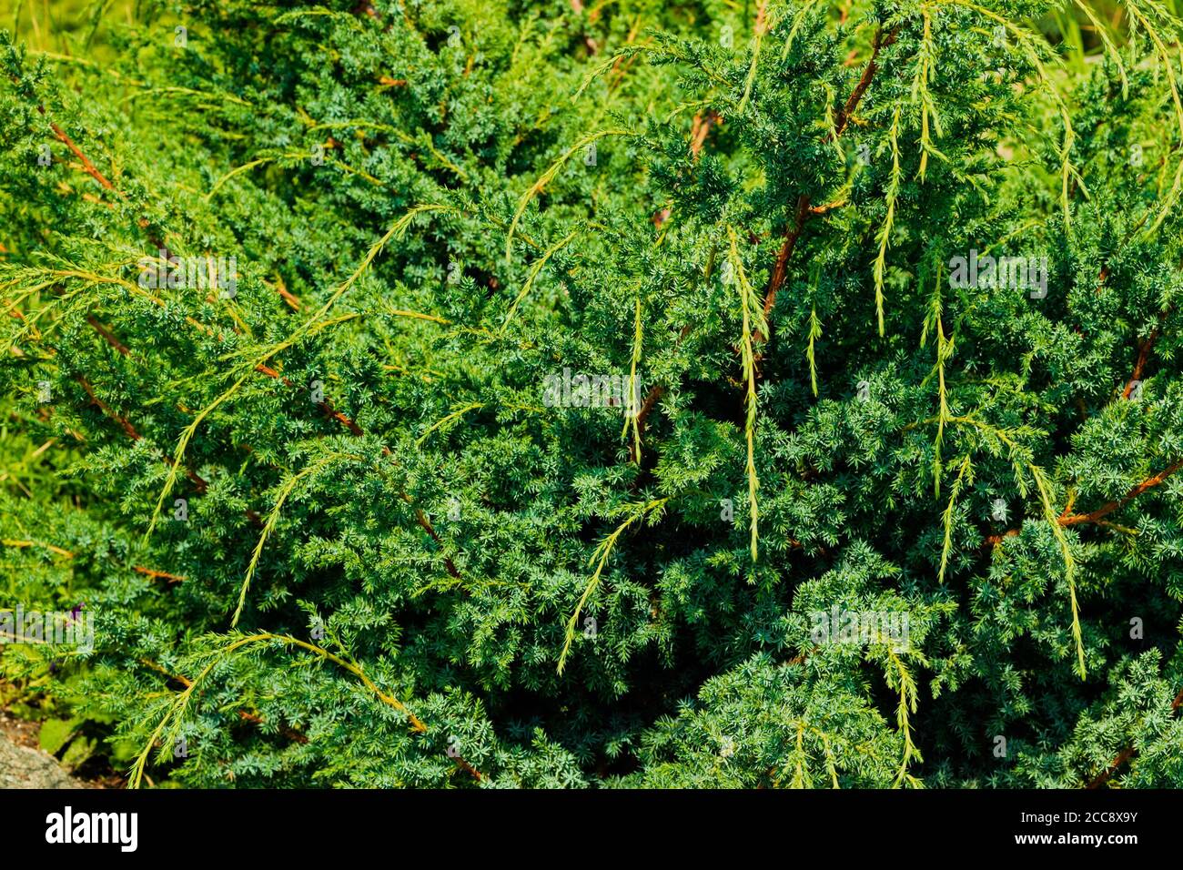 Eine schöne grüne Pflanze mit ungewöhnlichen Nadelblättern. Stockfoto