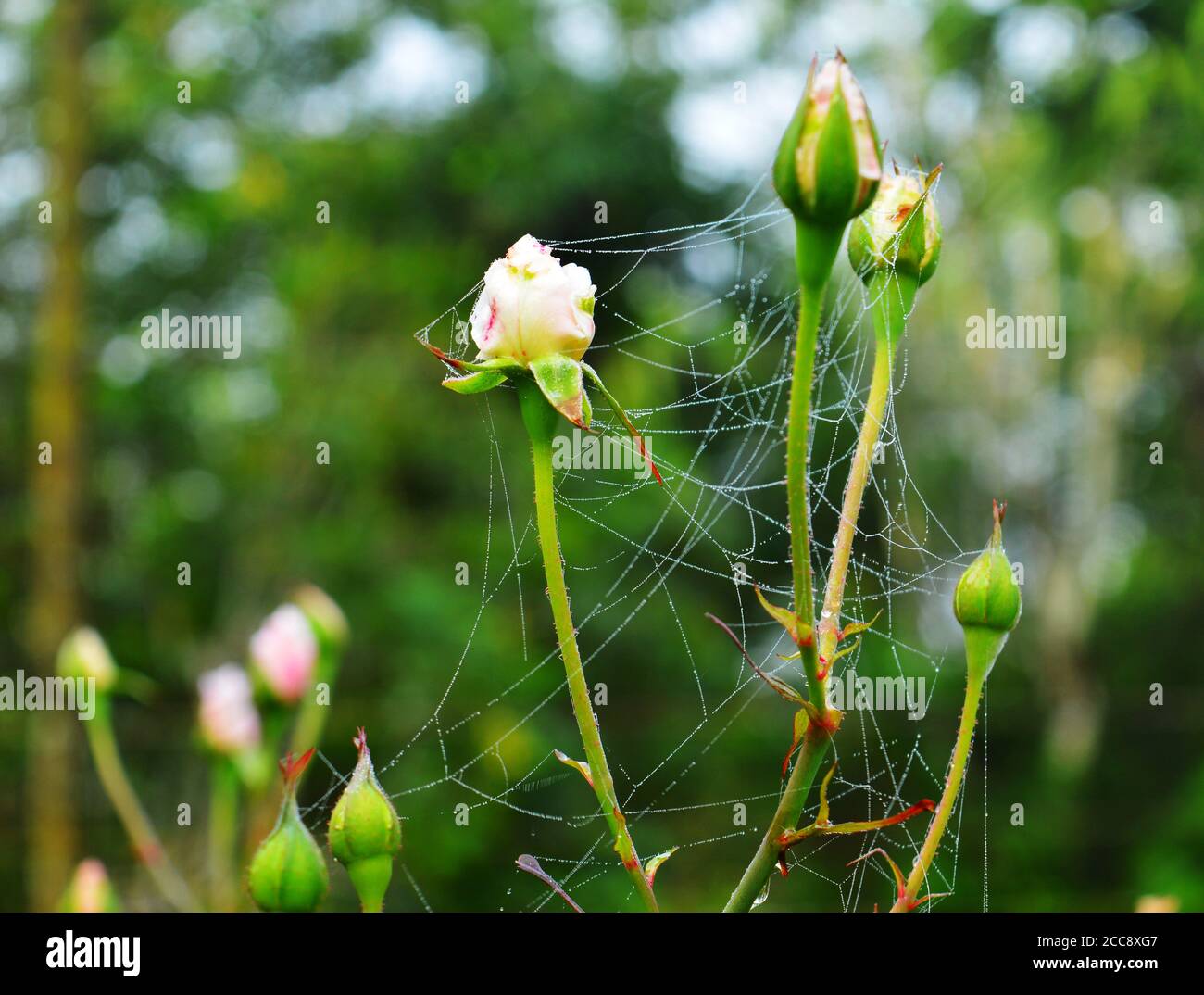 rosen mit Spinnenseide auf ihnen im Morgentau. Ein Spinnennetz ist ein klebriges Netz, das Spinnen aus Seide machen, um ihre Beute zu fangen. Stockfoto