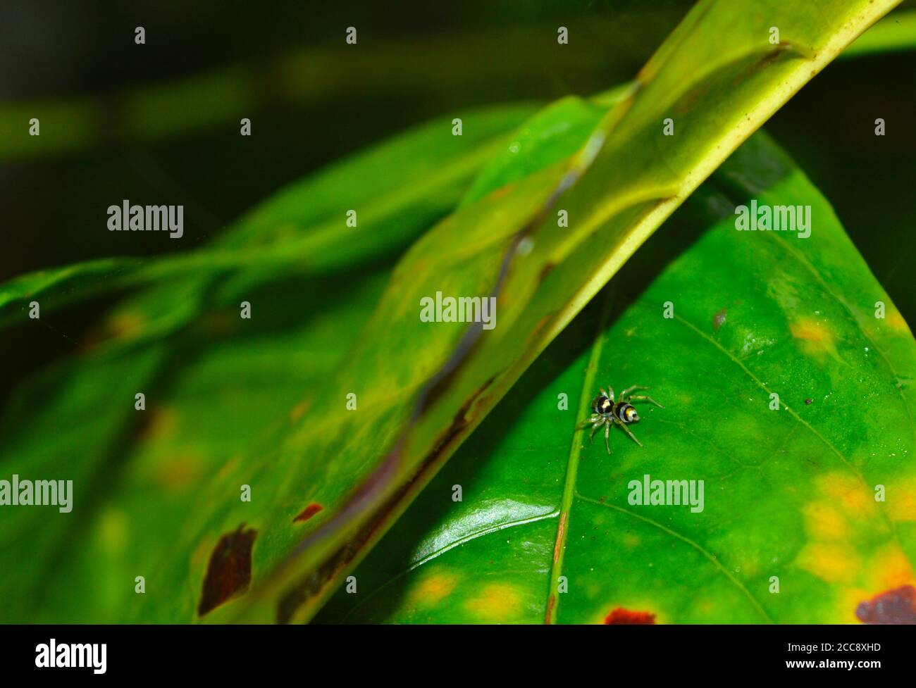 Winzige glänzende goldene Spinne, die versucht, sich unter dem Blatt zu verstecken Stockfoto