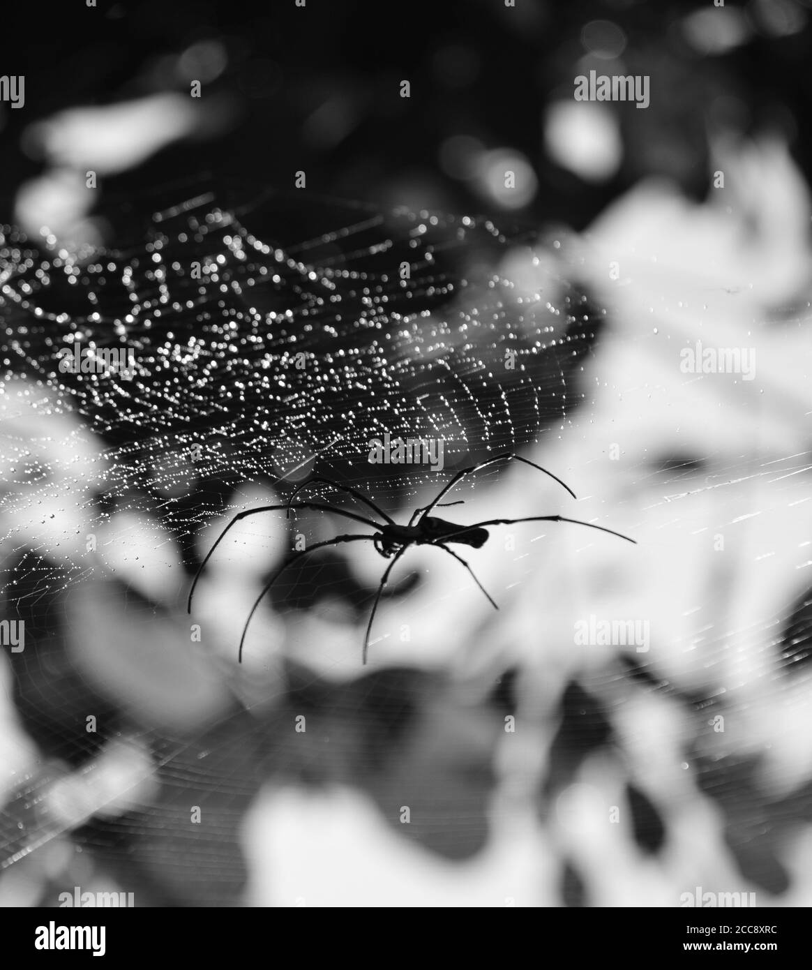 Die schwarz-weiße riesige Holzspinne auf ihrem Netz. Es ist häufig in Primär- und Sekundärwäldern und Gärten zu finden. Die Weibchen sind groß. Stockfoto