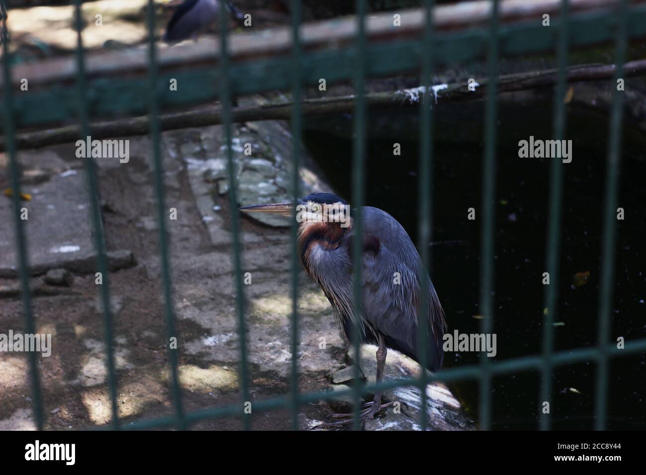 Ein niedlicher Vogel im Käfig in einem Zoo Stockfoto