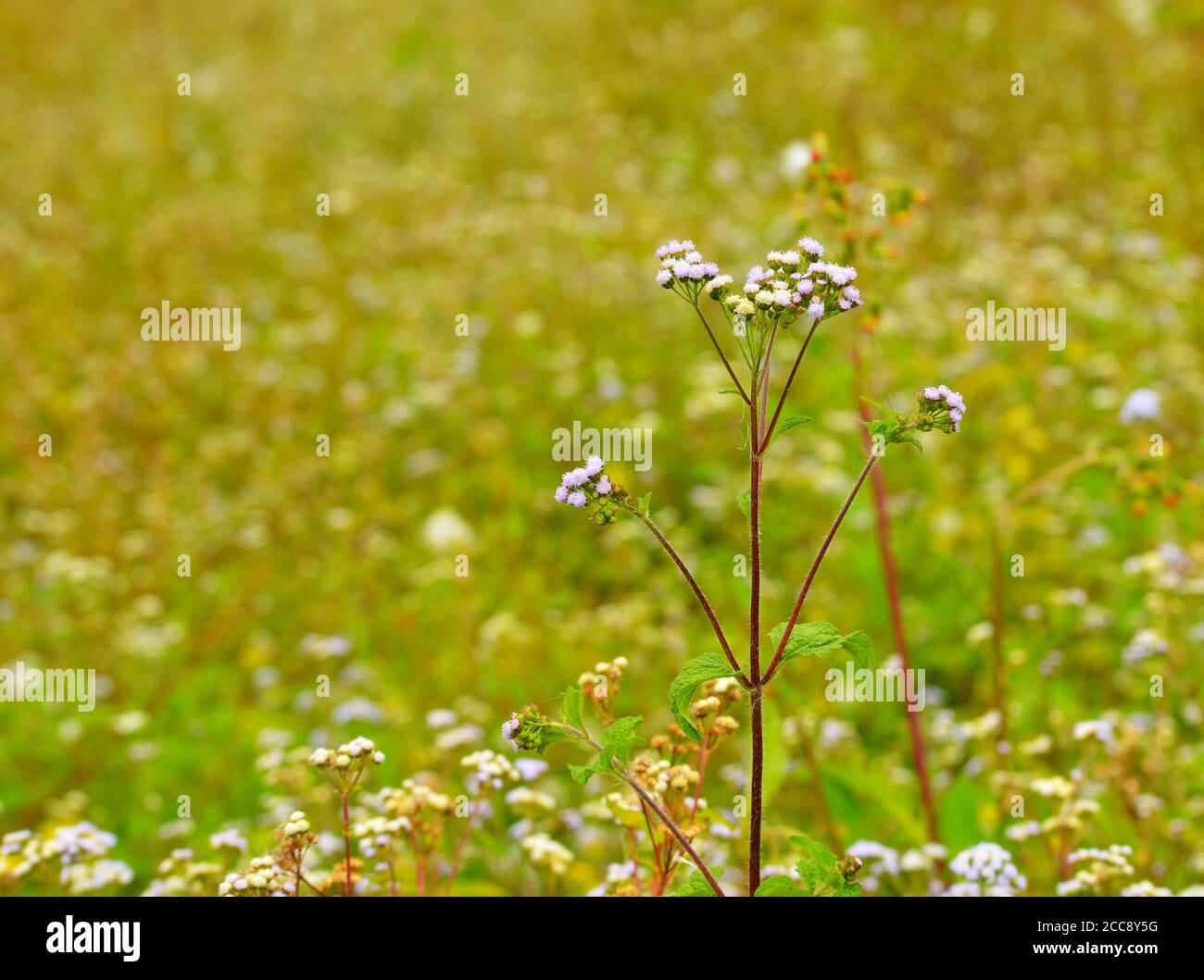 Winzige wilde violette Blüten im Fokus Stockfoto