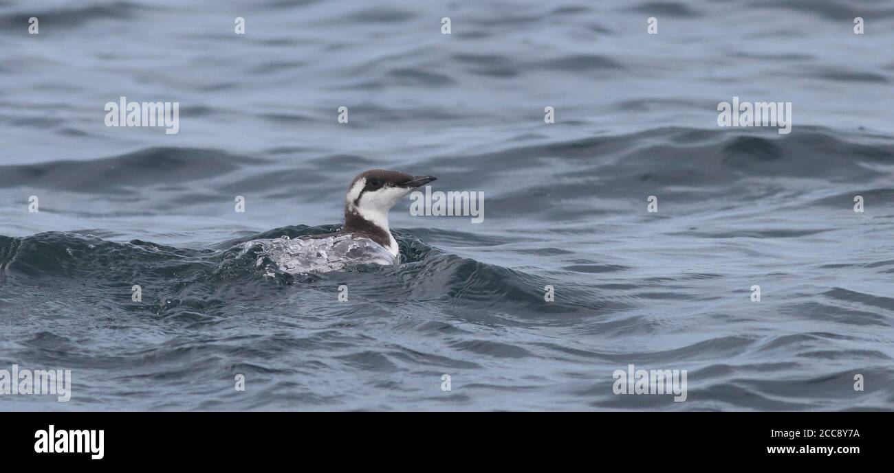 Baby Guillemot in der Nordsee vor Staithes auf einem Pelagisch Stockfoto