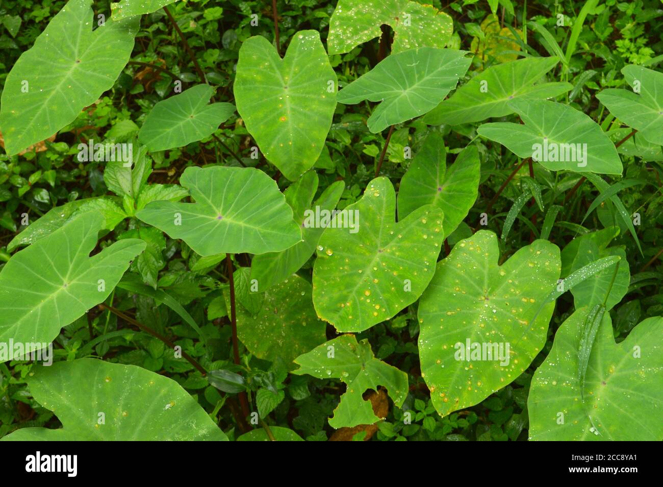 colocasia Blätter wachsen in freier Wildbahn. Colocasia ist eine Gattung von blühenden Pflanzen aus der Familie Araceae, die in Südostasien beheimatet ist. Stockfoto