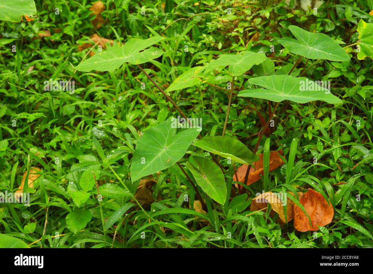 colocasia Blätter wachsen in freier Wildbahn. Colocasia ist eine Gattung von blühenden Pflanzen aus der Familie Araceae, die in Südostasien beheimatet ist. Stockfoto