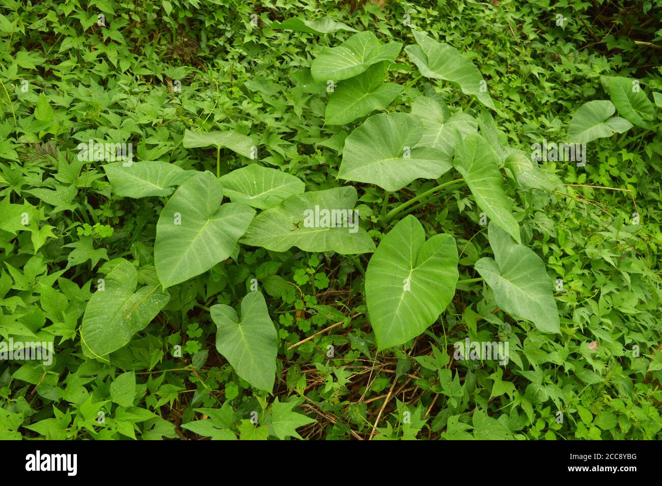 colocasia Blätter wachsen in freier Wildbahn. Colocasia ist eine Gattung von blühenden Pflanzen aus der Familie Araceae, die in Südostasien beheimatet ist. Stockfoto