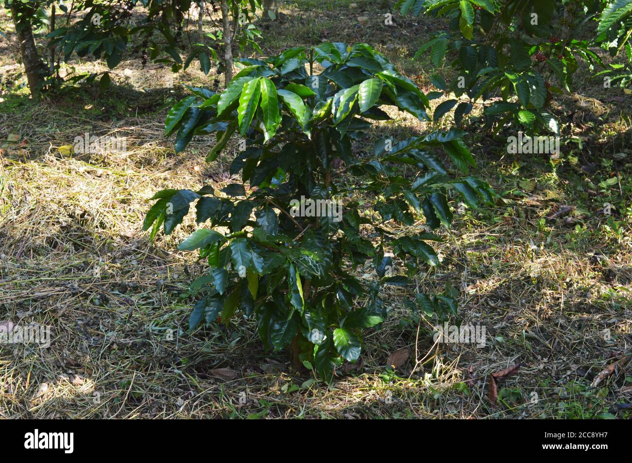 Coffea ist eine Gattung von blühenden Pflanzen aus der Familie Rubiaceae. Coffea-Arten sind Sträucher oder kleine Bäume, die im tropischen und südlichen Afrika beheimatet sind. Stockfoto