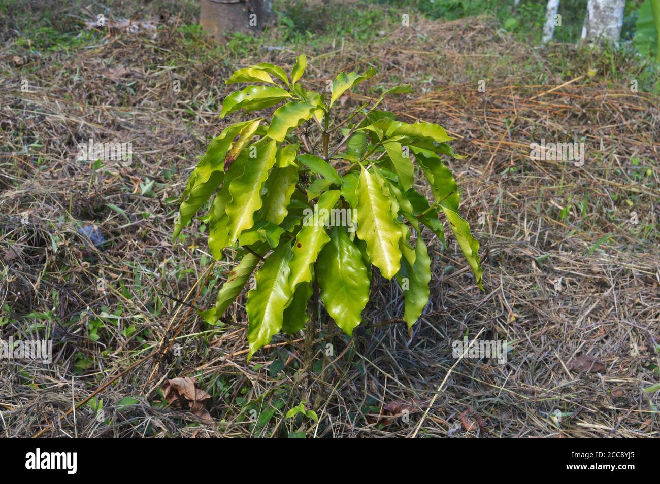 Coffea ist eine Gattung von blühenden Pflanzen aus der Familie Rubiaceae. Coffea-Arten sind Sträucher oder kleine Bäume, die im tropischen und südlichen Afrika beheimatet sind Stockfoto
