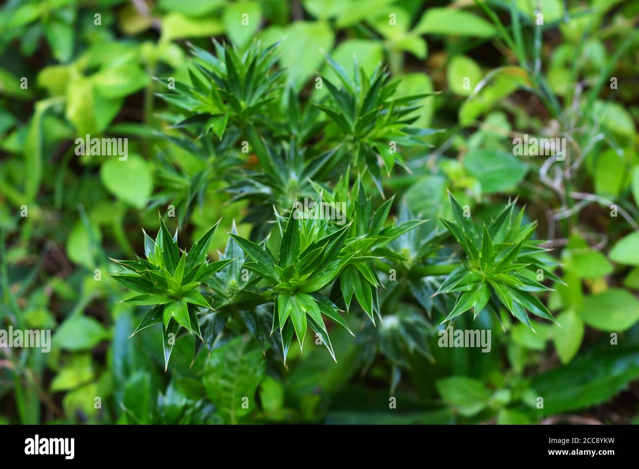 Culantro (Eryngium foetidum) wächst ähnlich wie Salat, mit Blättern um eine zentrale Rosette. Stockfoto