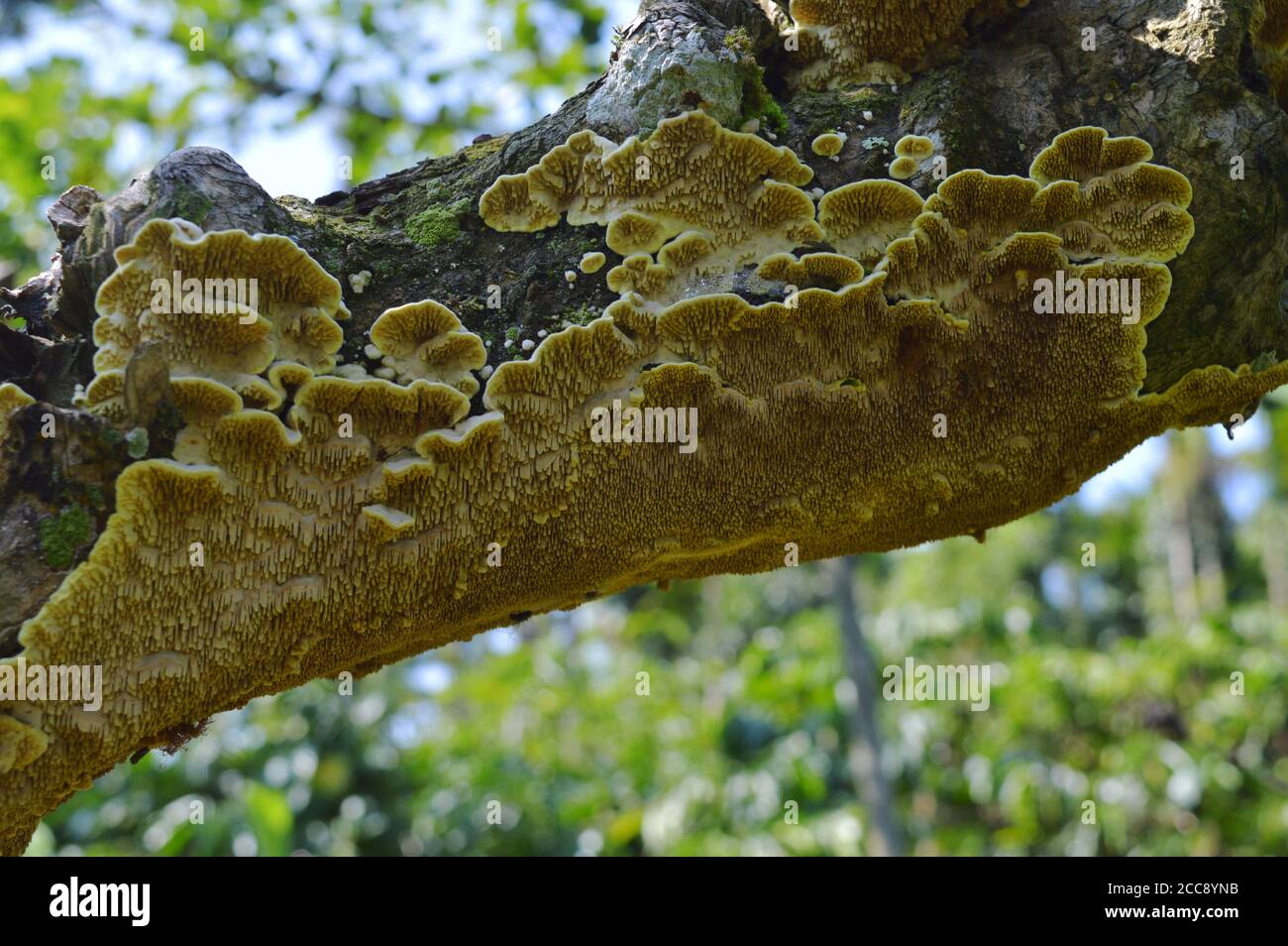 Pilz auf einer Baumrinde mit seiner Unterseite, die ein schönes Muster hat. Pilze, die Baumstämme zersetzen, können echte Kunstwerke in Holz zaubern. In der Natur, Stockfoto