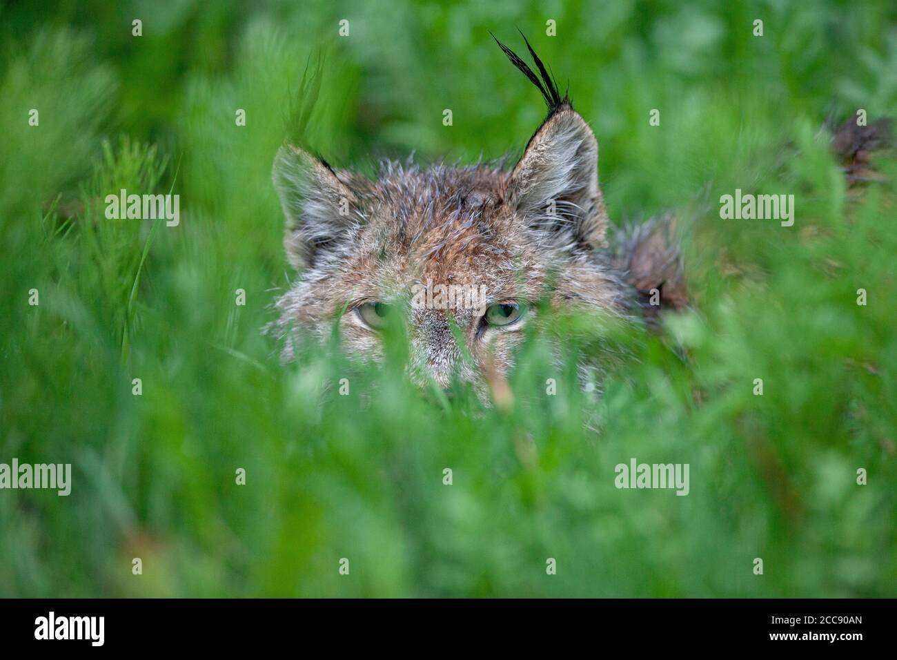 Der kanadische Luchs (Lynx canadensis) blickt durch taufendes grünes Laub, getuftete Ohren, die teilweise im dichten Unterholz des Frühlings verborgen sind. Stockfoto