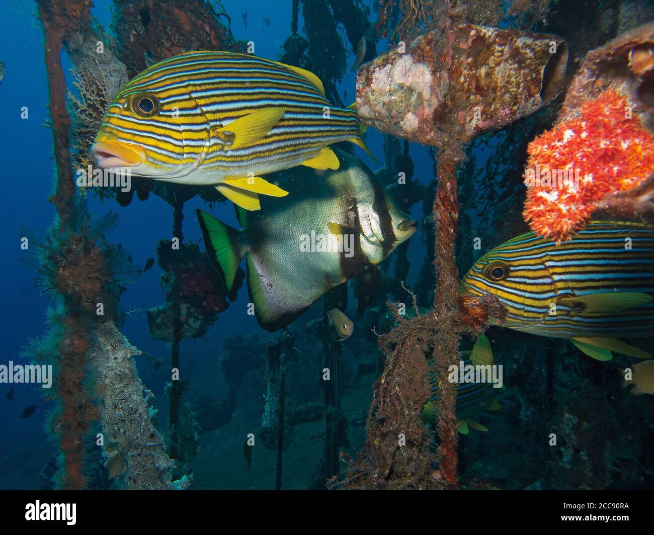 Gefütterte Süßlippen, Plectorhinchus polytaenia und Fledermausfische im künstlichen Riff, Tulamben, Bali, Indonesien Stockfoto