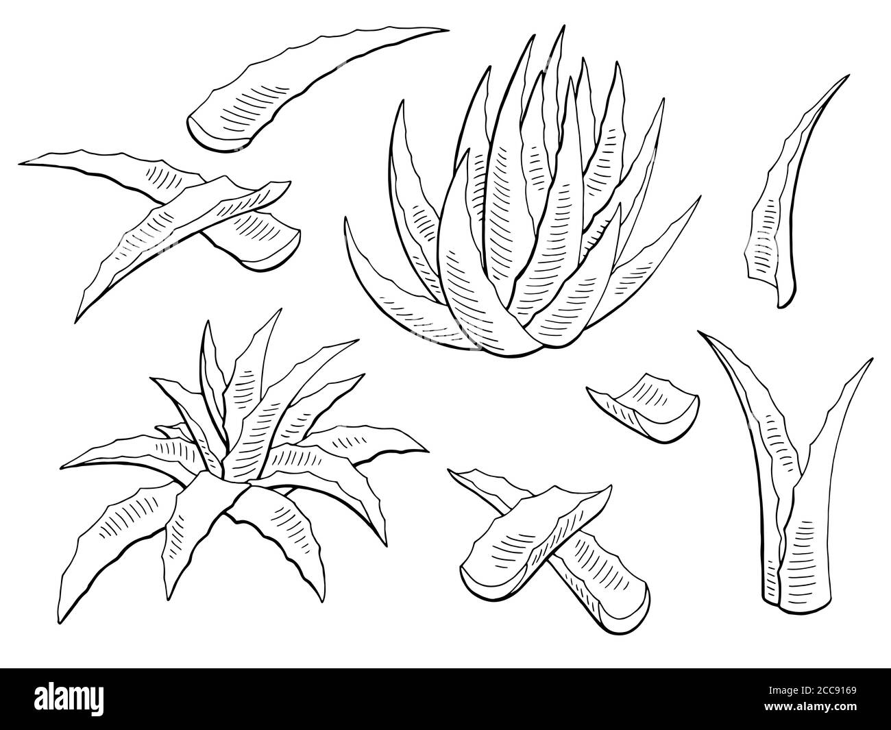 Aloe Vera Grafik schwarz weiß isoliert Pflanze Illustration Vektor Stock Vektor