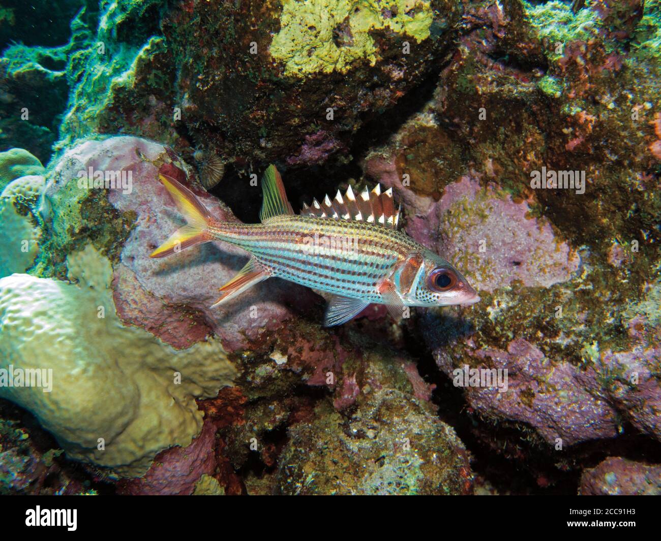 Sammara-Eichhörnchen, Neoniphon Sammara, Marsa Alam, Rotes Meer, Ägypten Stockfoto