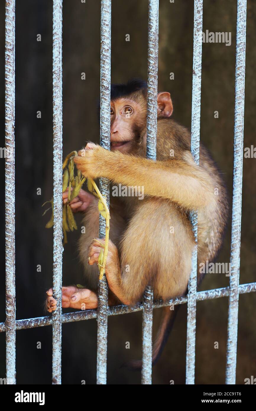 Ein goldgelber Affe, der Erdnüsse im Käfig frisst Der Zoo Stockfoto