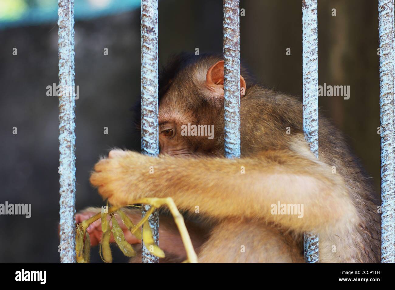 Ein goldgelber Affe, der Erdnüsse im Käfig frisst Der Zoo Stockfoto
