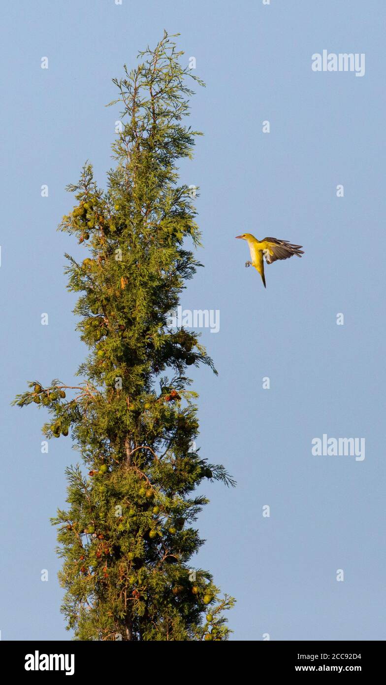 Erwachsenes Weibchen Golden Oriole (Oriolus oriolus), das im Zypressenbaum in der Provinz Valencia, Spanien, fliegt. Stockfoto