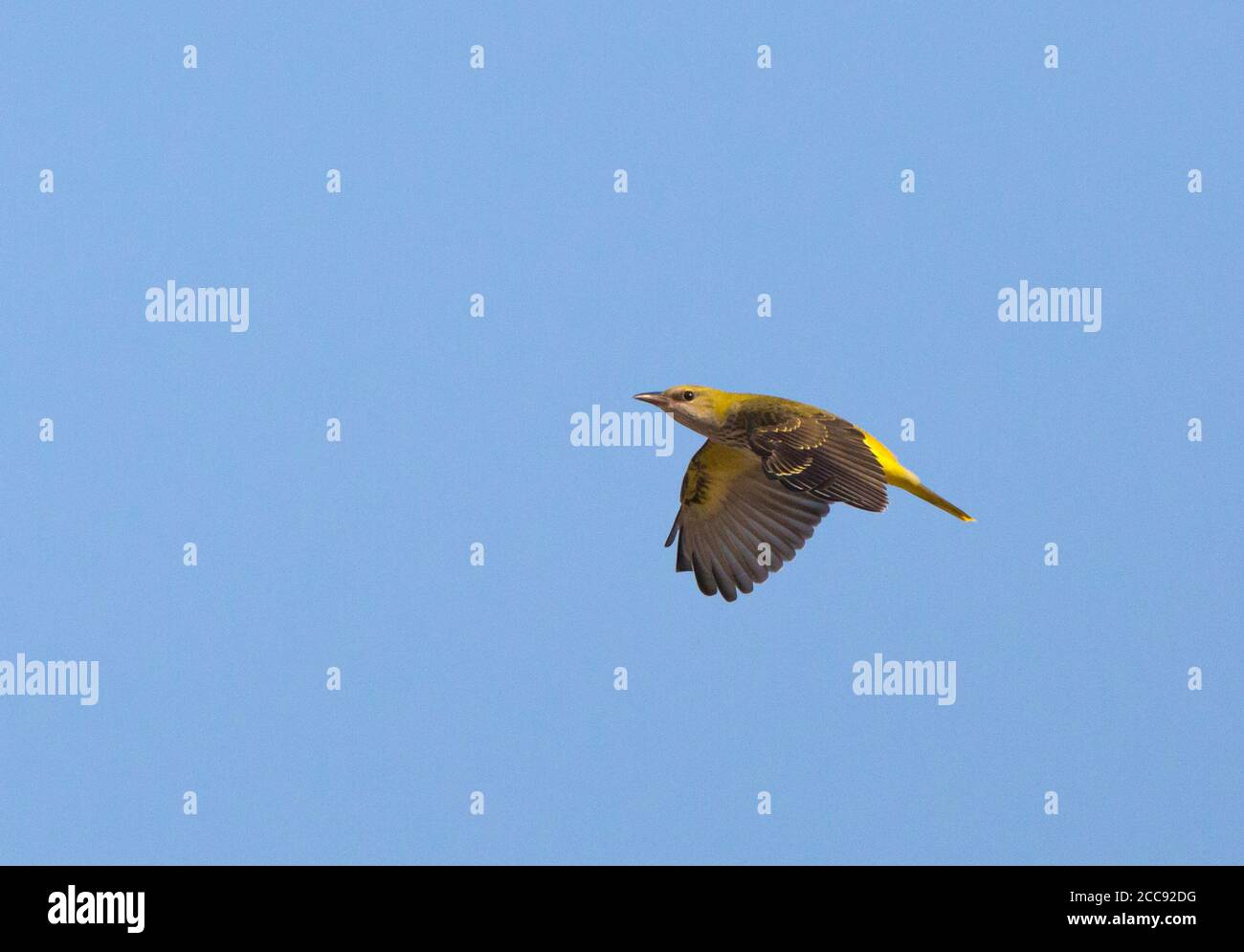 Erster Winter Golden Oriole (Oriolus oriolus) Rundflug um Pappelbäume in der Provinz Valencia Stockfoto