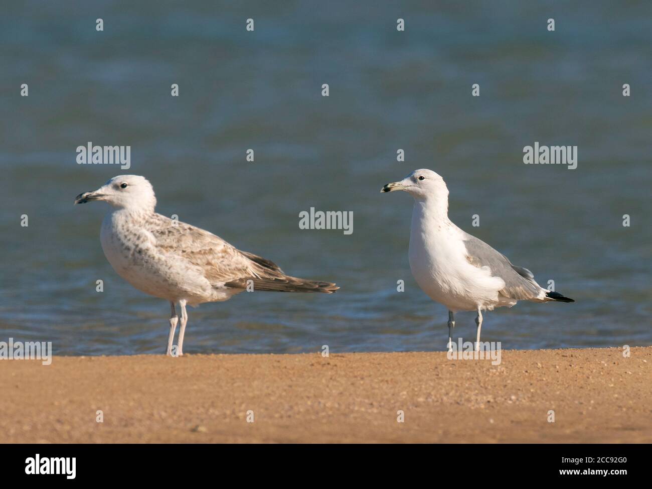 Zweiter Sommer Heuglin-Möwe (Larus heuglini) Stehen am Strand während der Frühlingsmigration in Ägypten Stockfoto