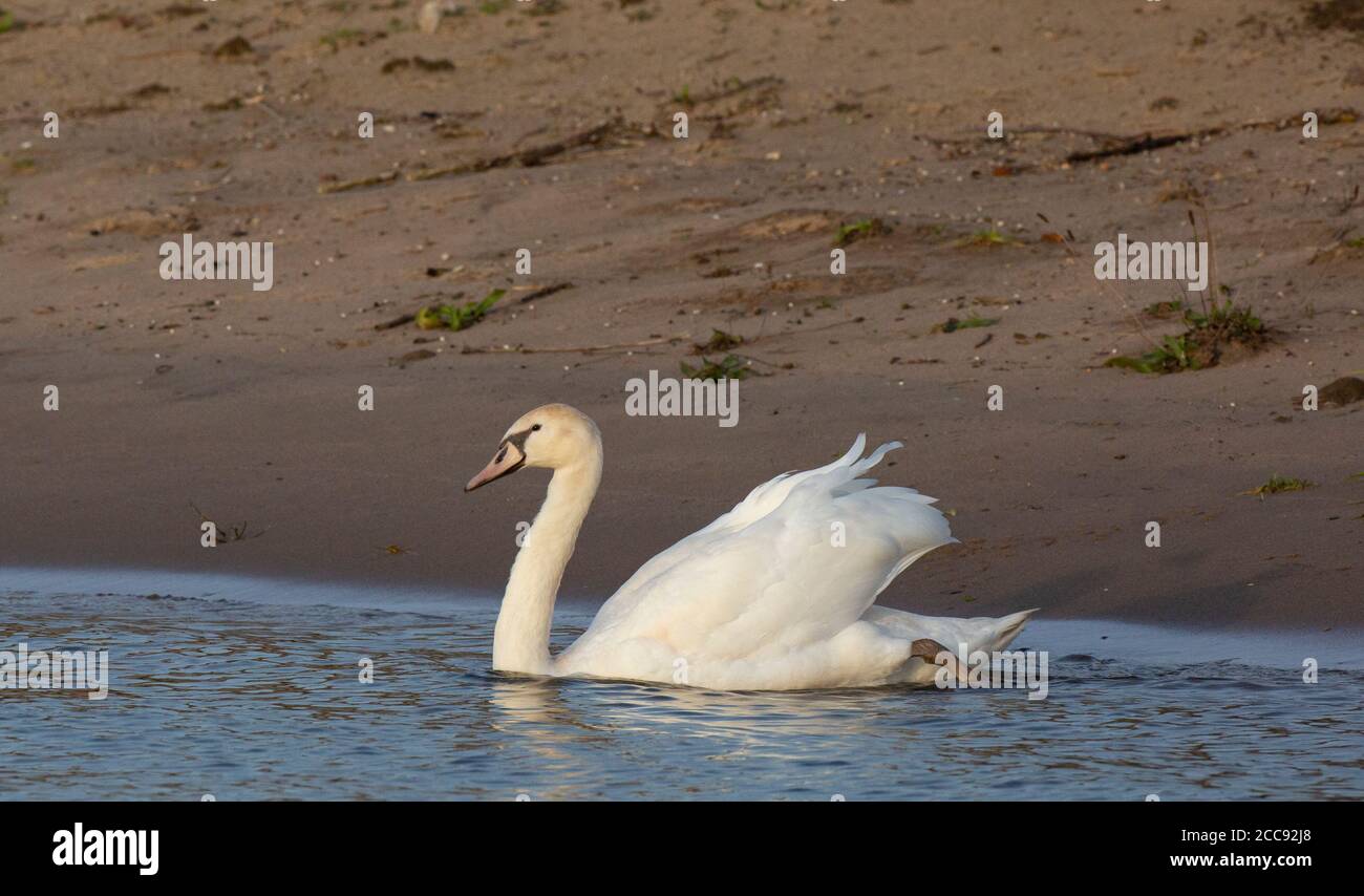 Jungtier/erster Winter Mute Swan (Cygnus olor). Zeigt den polnischen Morph, der von Anfang an ganz weiß ist Stockfoto