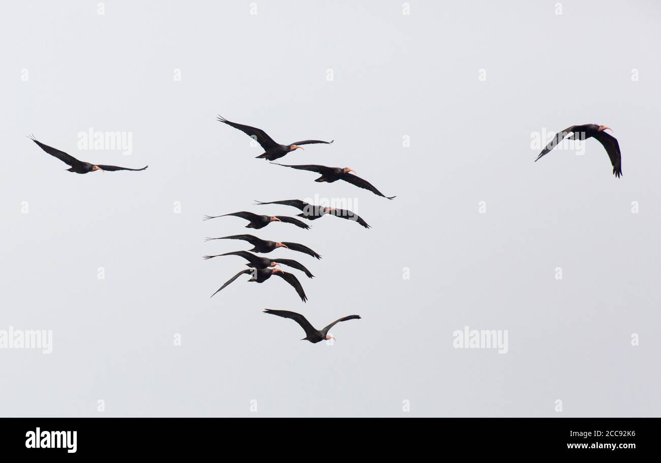 Herde erwachsener Weißkahl-Ibsen (Geronticus eremita), die in die Brutkolonie bei Tamri in Marokko fliegen. Stockfoto