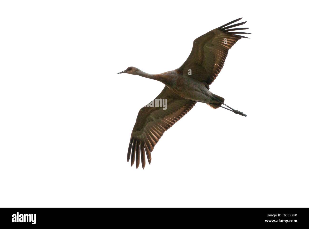 Erster Sommer Sandhill Crane (Antigone canadensis) fliegen in Zentral-Alaska. Stockfoto