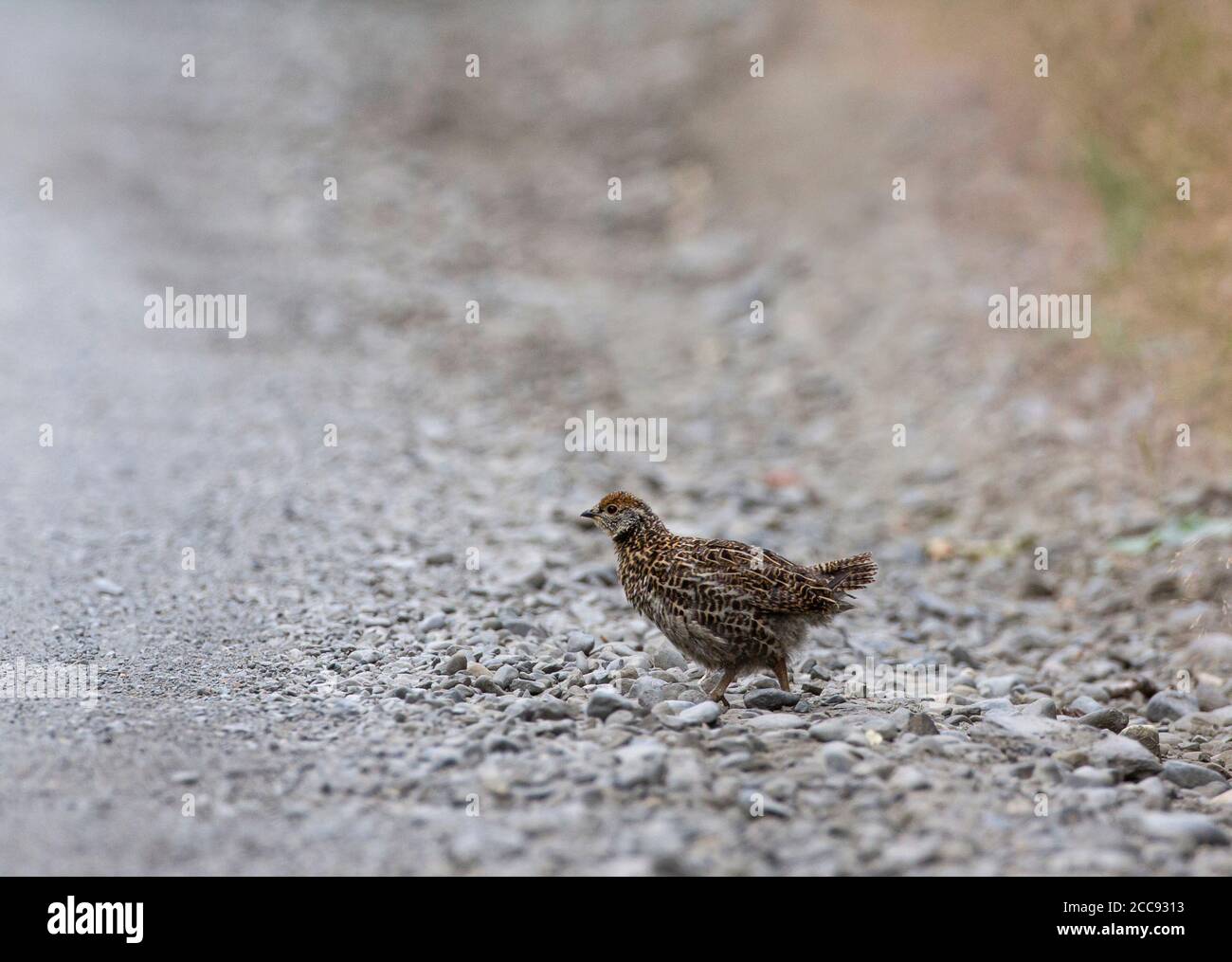 Fichtenhuhn (Falcipennis canadensis) überquert eine Waldstraße in Alaska, USA. Stockfoto