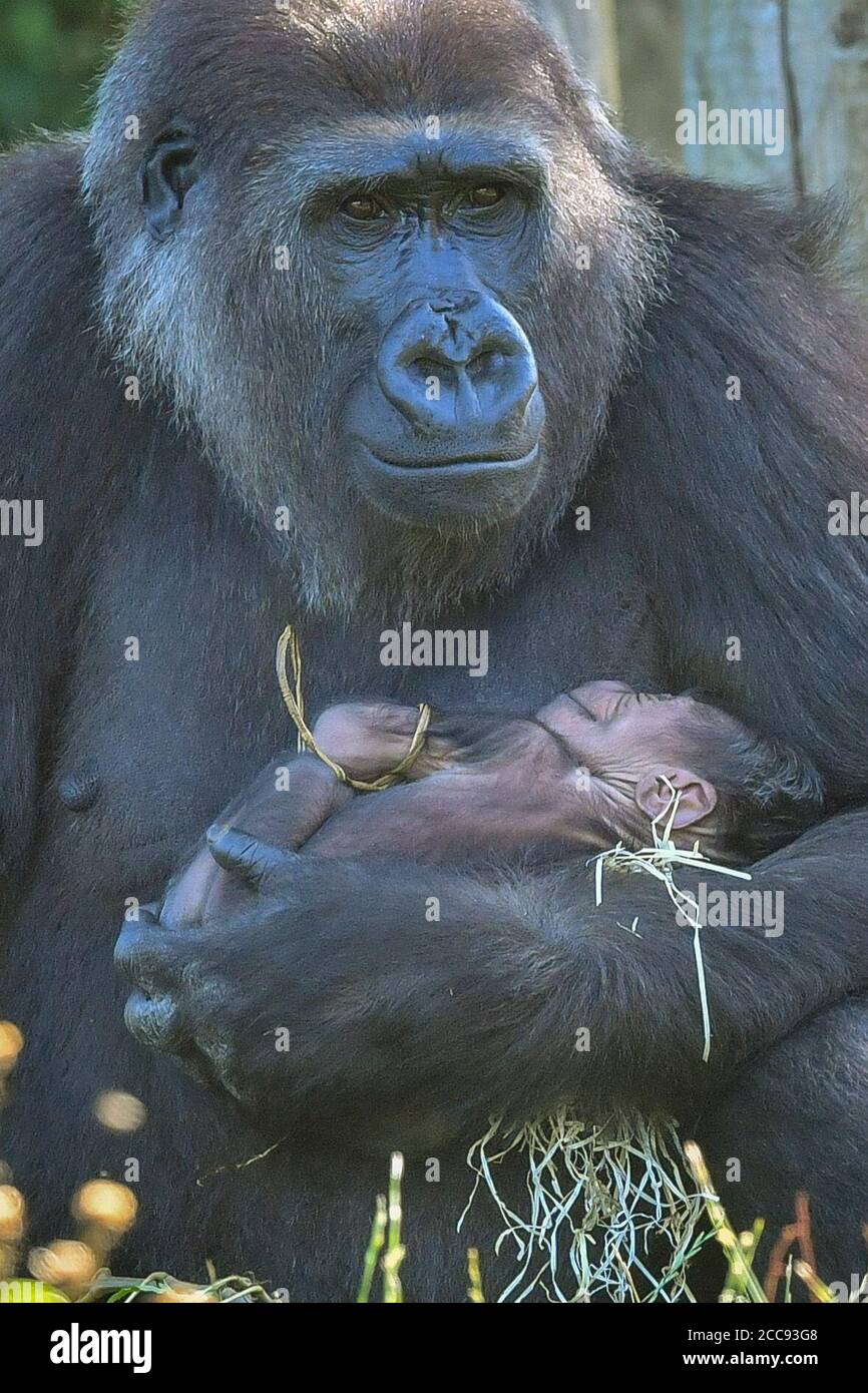 Die neunjährige Kala, ein westlicher Flachland-Gorilla, mit ihrem 24-Stunden-alten Baby, das sie am Mittwoch, den 19. August, im Gorilla House in den Bristol Zoo Gardens zur Welt brachte. Stockfoto