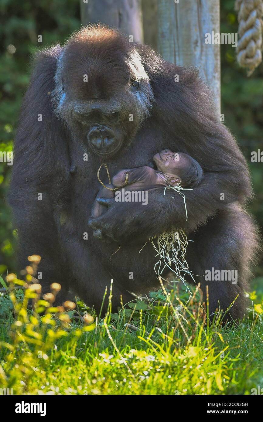 Die neunjährige Kala, ein westlicher Flachland-Gorilla, mit ihrem 24-Stunden-alten Baby, das sie am Mittwoch, den 19. August, im Gorilla House in den Bristol Zoo Gardens zur Welt brachte. Stockfoto