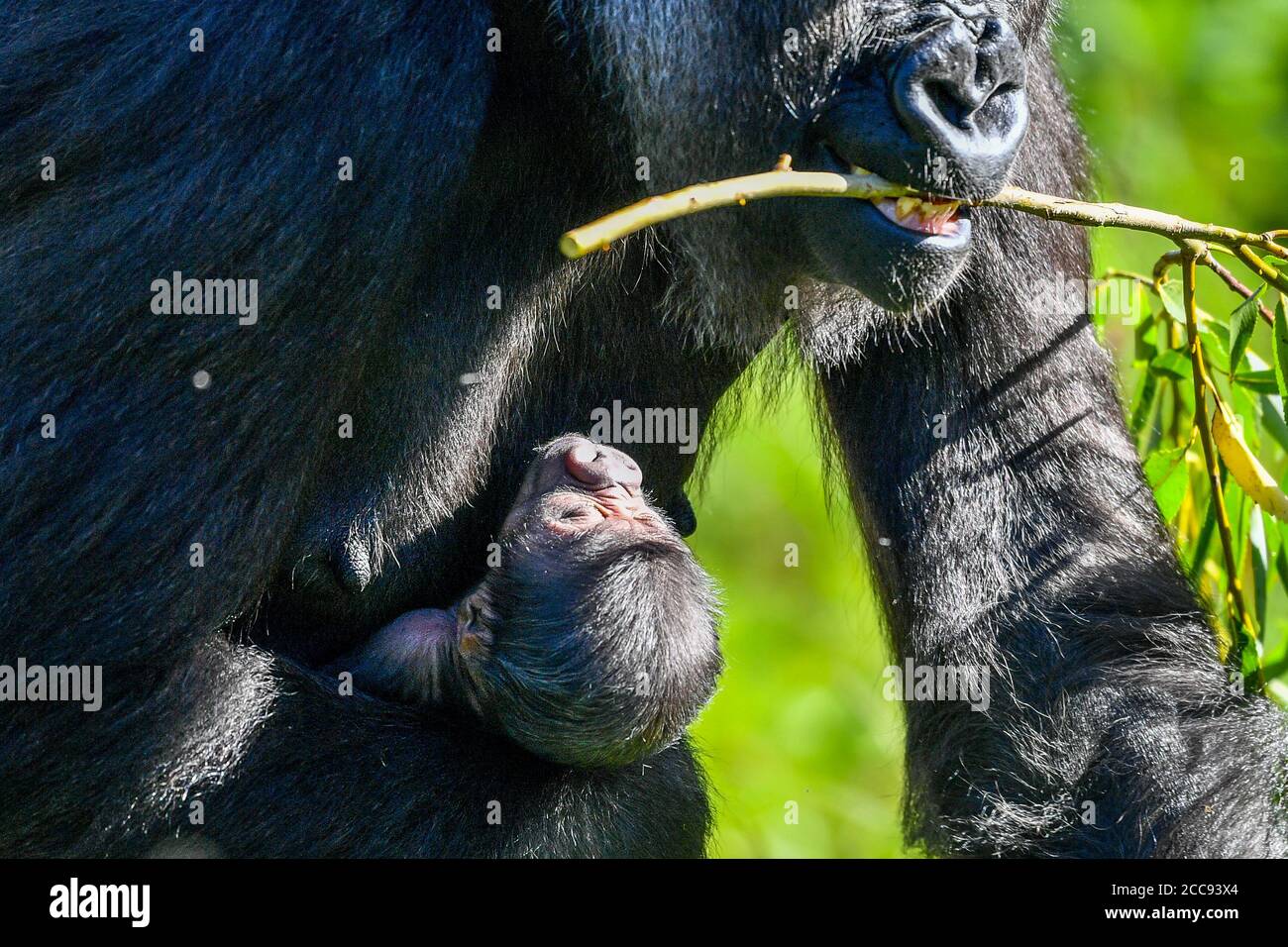 Die neunjährige Kala, ein westlicher Flachland-Gorilla, mit ihrem 24-Stunden-alten Baby, das sie am Mittwoch, den 19. August, im Gorilla House in den Bristol Zoo Gardens zur Welt brachte. Stockfoto
