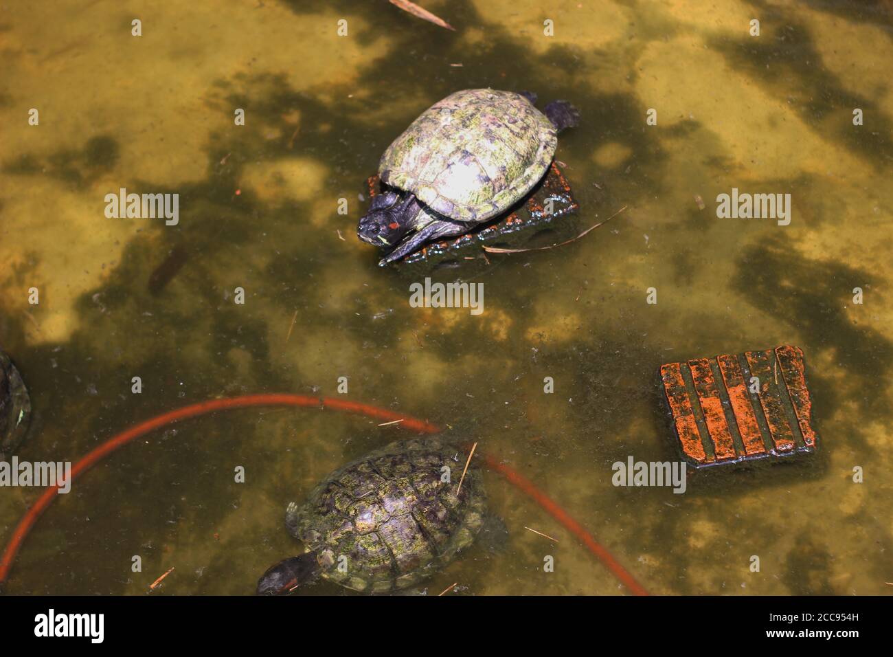 Aalen schildkröten Fotos und Bildmaterial in hoher Auflösung Alamy