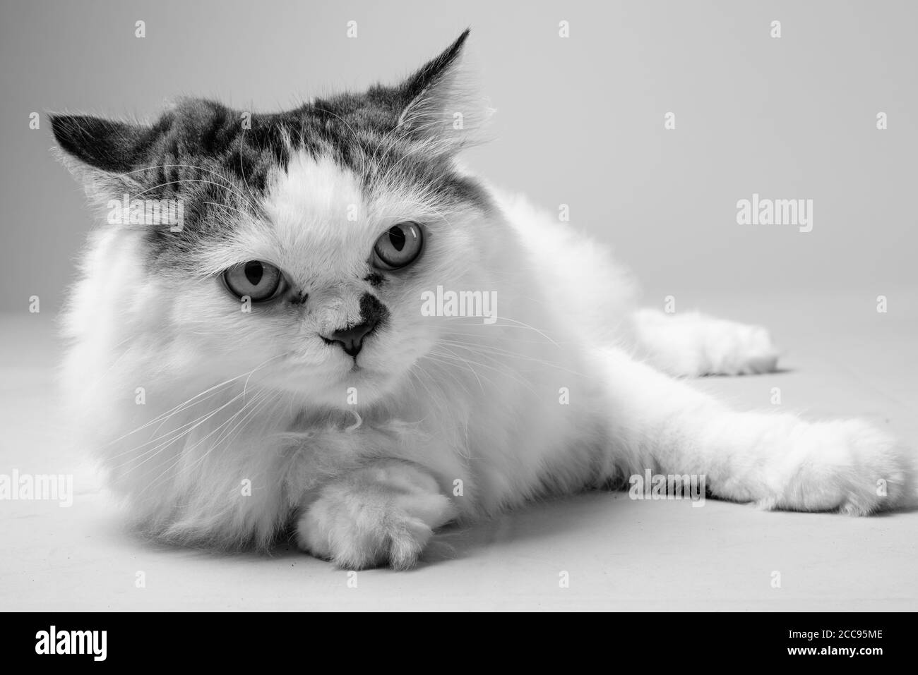 Studio Shot der Persischen Katze gegen weißen Hintergrund Stockfoto