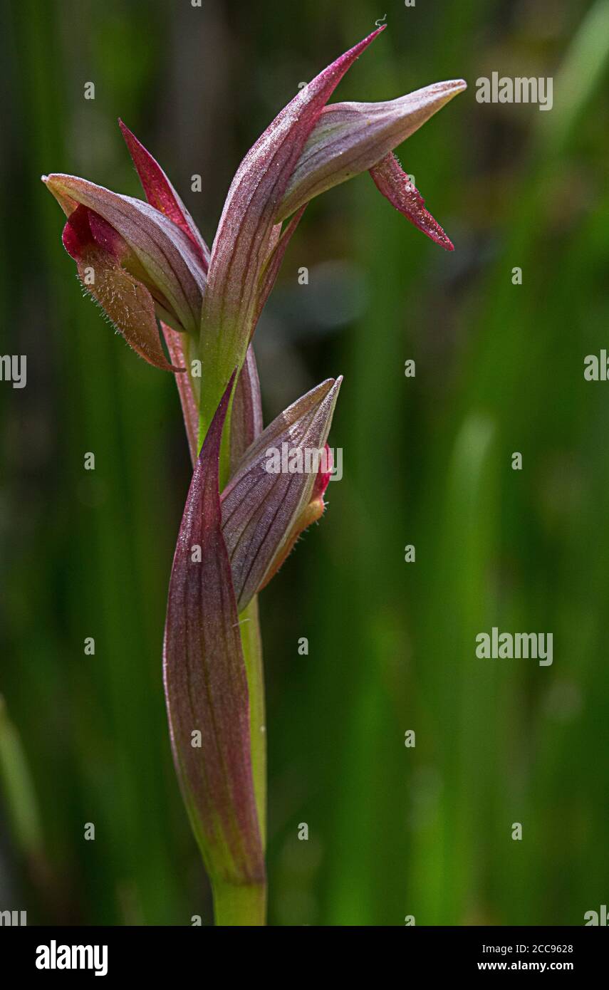 Die kleinblütige ZungenOrchidee, Serapias parviflora Stockfoto