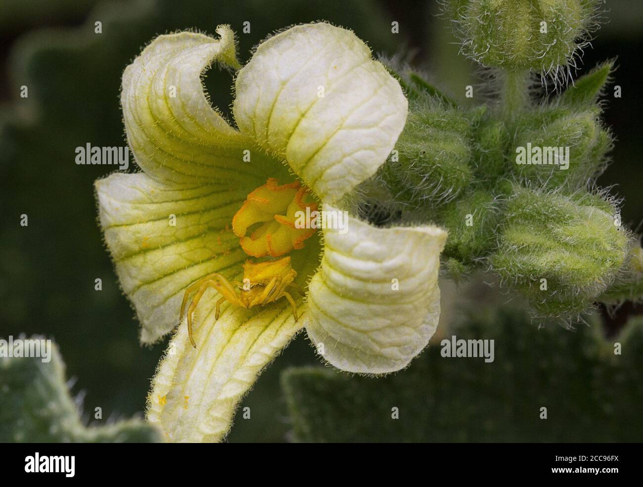 Gelbe Krabbenspinne (Misumena vatia) in der Squirting Gurkenblume (Ecballium elaterium) Stockfoto