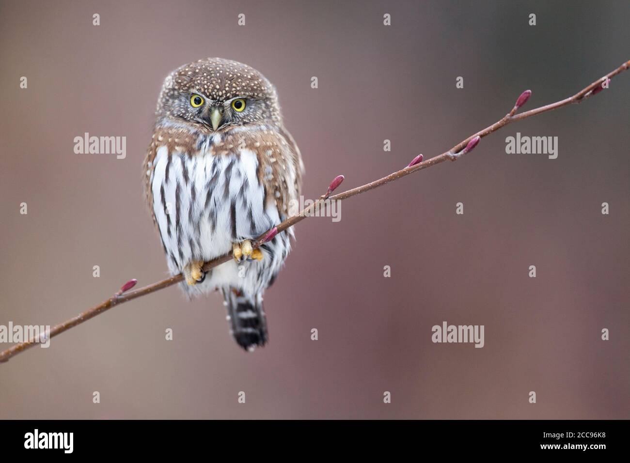 Zwergkauz (Glaucidium californicum) auf einem blühenden Zweig mit auffälligen gelben Augen vor einem weichen, gedämpften Hintergrund. Stockfoto