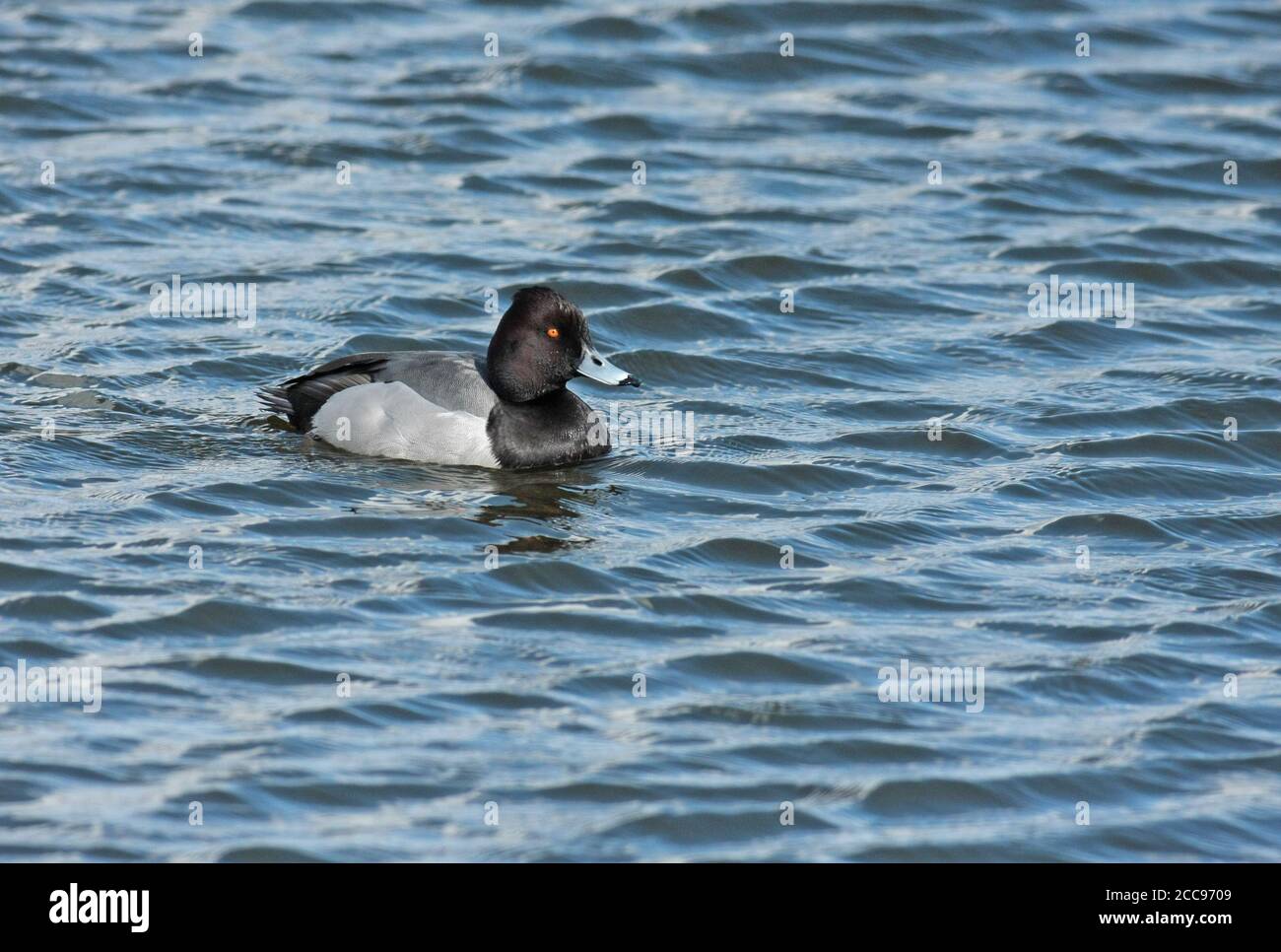 Hybrid-Tufted Duck x Common Pochard (Aythya fuligula x Aythya ferina), Erwachsene Männchen schwimmen, von der Seite gesehen. Stockfoto