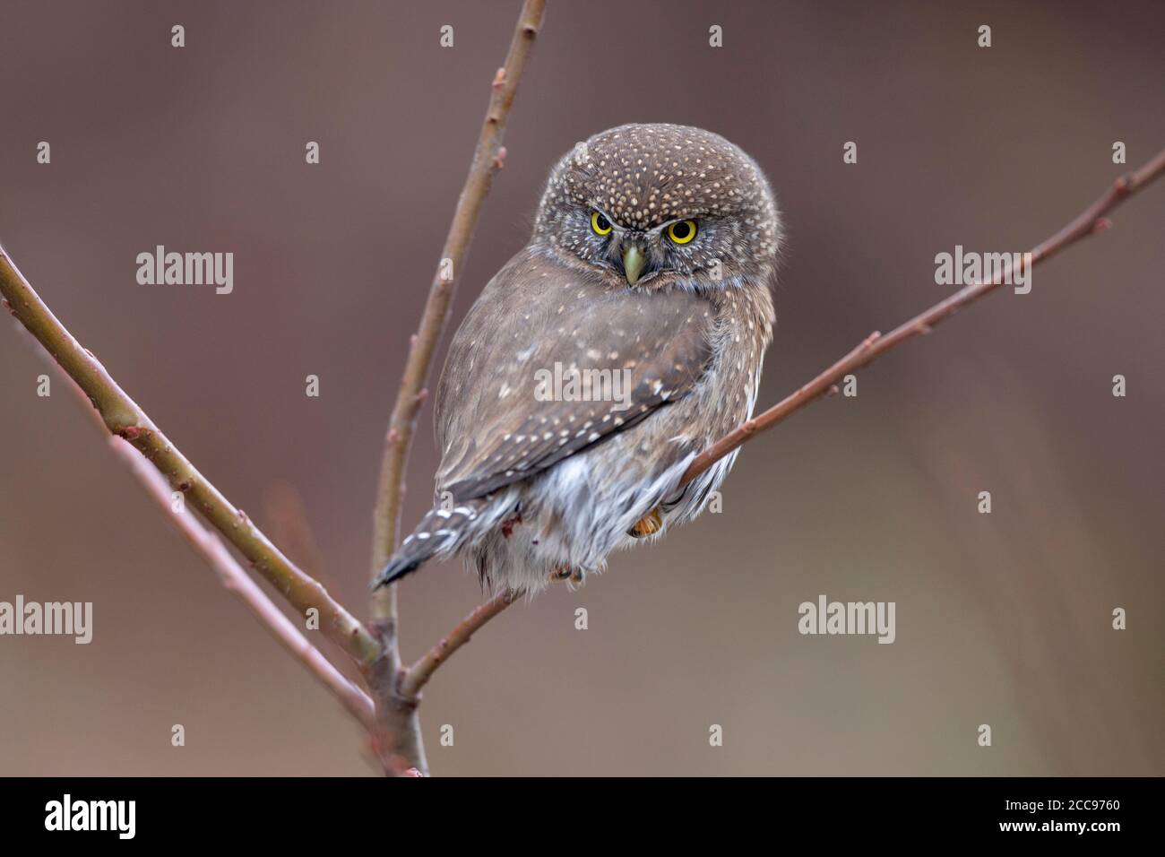 Zwergkauz (Glaucidium californicum) auf einem blühenden Zweig mit auffälligen gelben Augen vor einem weichen, gedämpften Hintergrund. Stockfoto