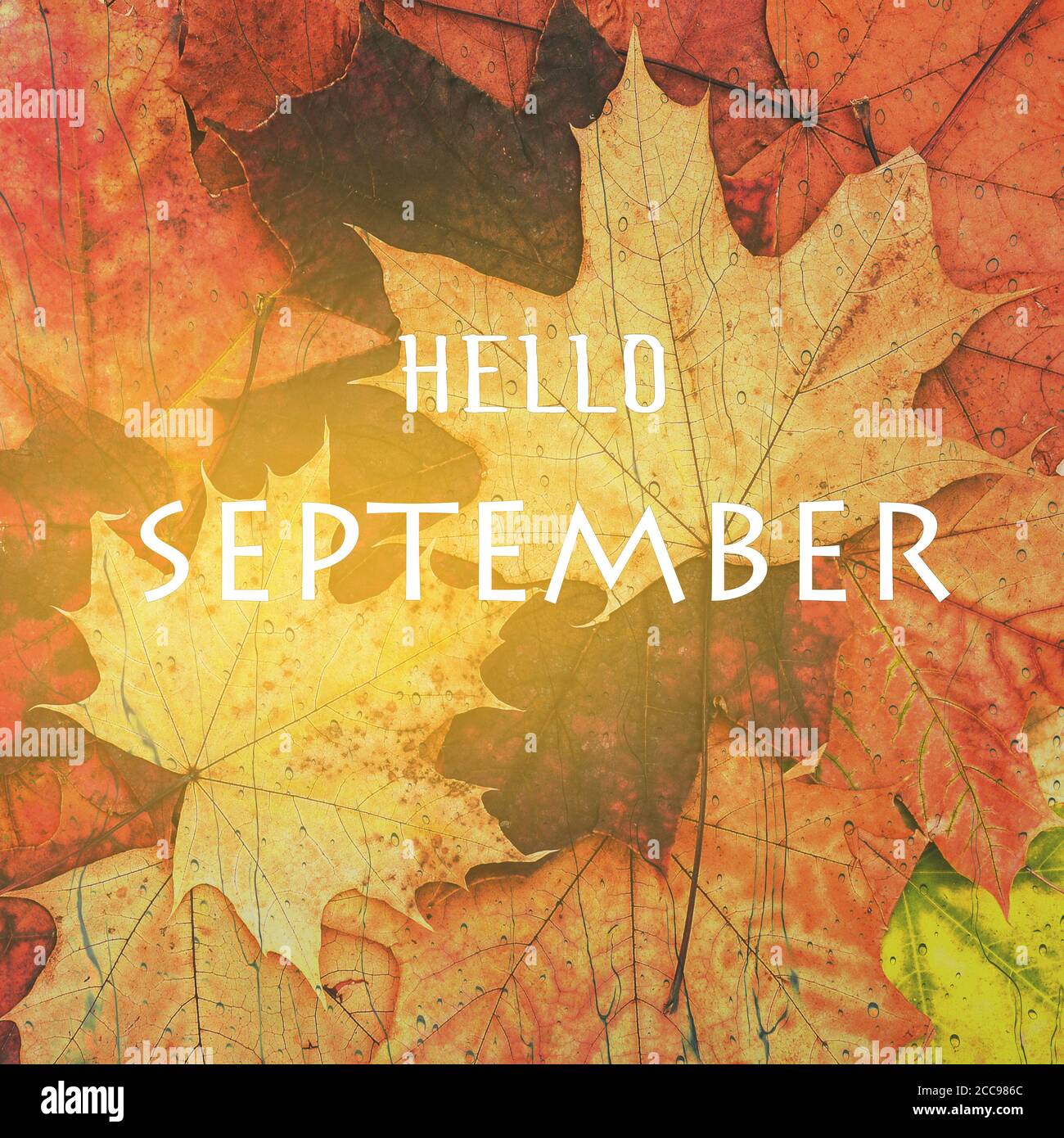 September-Hintergrund. Gelbe Ahornblätter mit dem Text Hallo September. Herbstkonzept Stockfoto