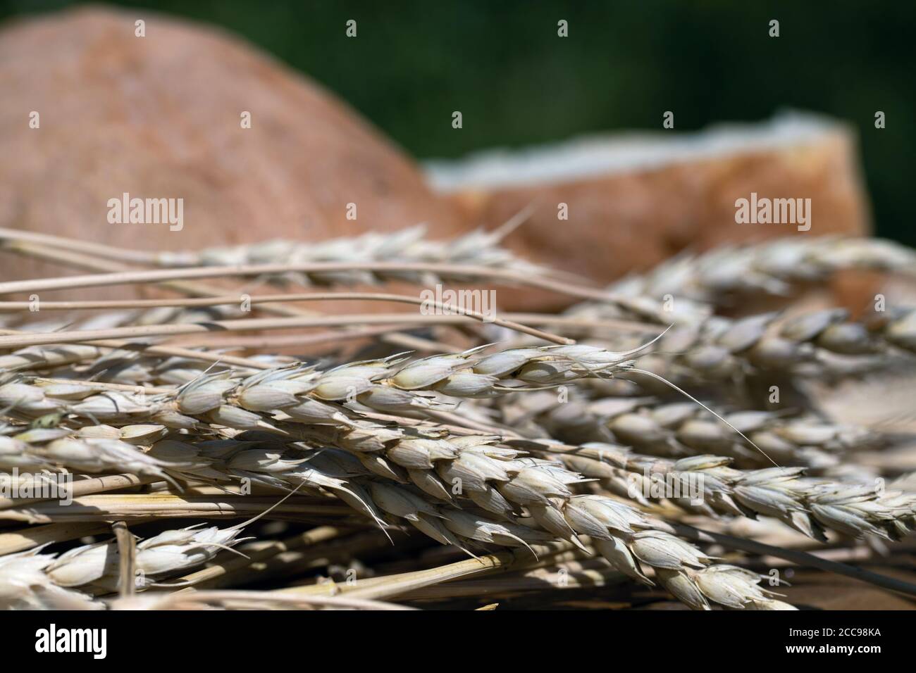 Frisches Vollbrot mit Weizenohren auf natürlichem Hintergrund Stockfoto