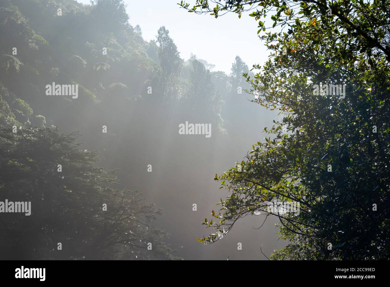 Dunstigen Bäumen über Zealandia, Wellington, Nordinsel, Neuseeland Stockfoto