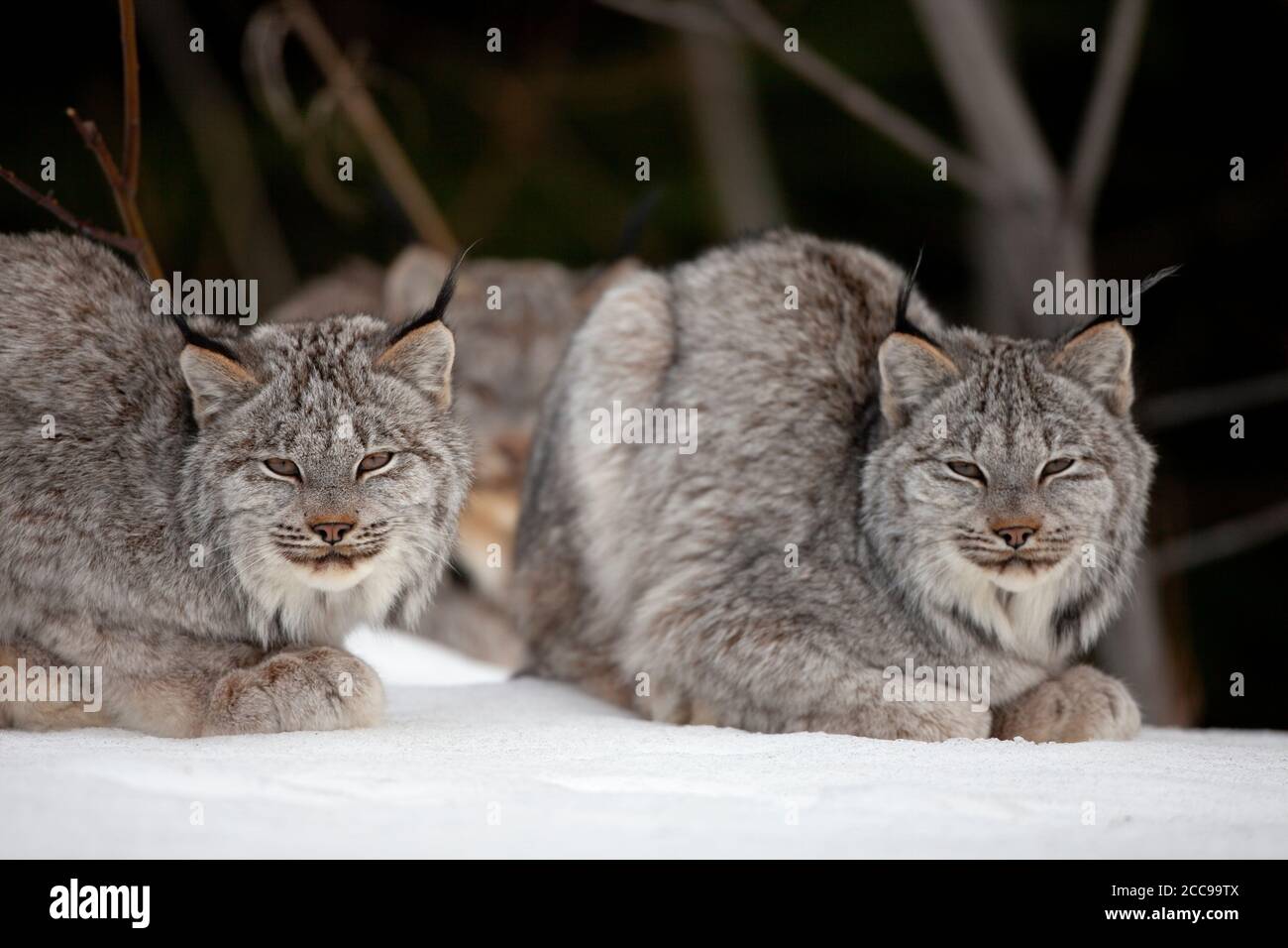 Die Geschwister des Kanadischen Luchses (Lynx canadensis) ruhen zusammen auf Schnee in einem Winterwald aus, mit sanftem Licht, das ihr dickes Fell und ihre Ohrbüschel hervorhebt. Stockfoto