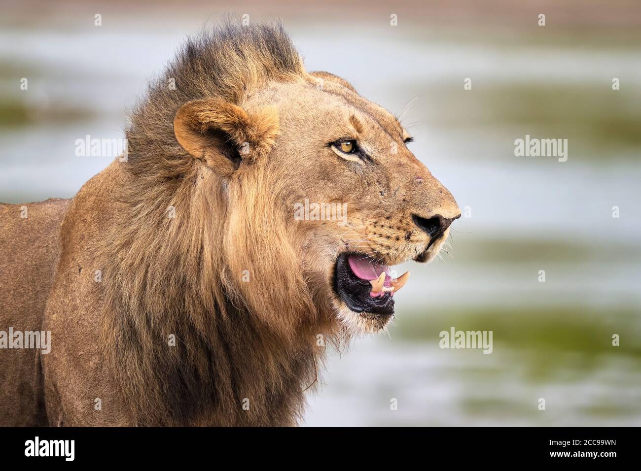 Das Löwenporträt, Panthera leo, zeigt gefährlichen Hund. South Luangwa Park, Sambia, Afrika. Stockfoto